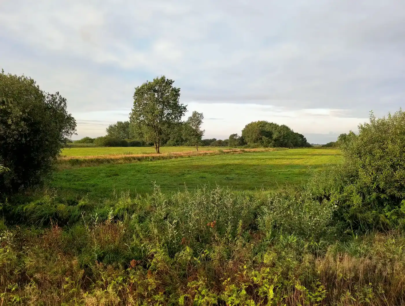 Unbebautes Grundstück mit Wiese und Bäumen unter freiem Himmel